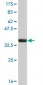 FEN1 Antibody (monoclonal) (M01A)
